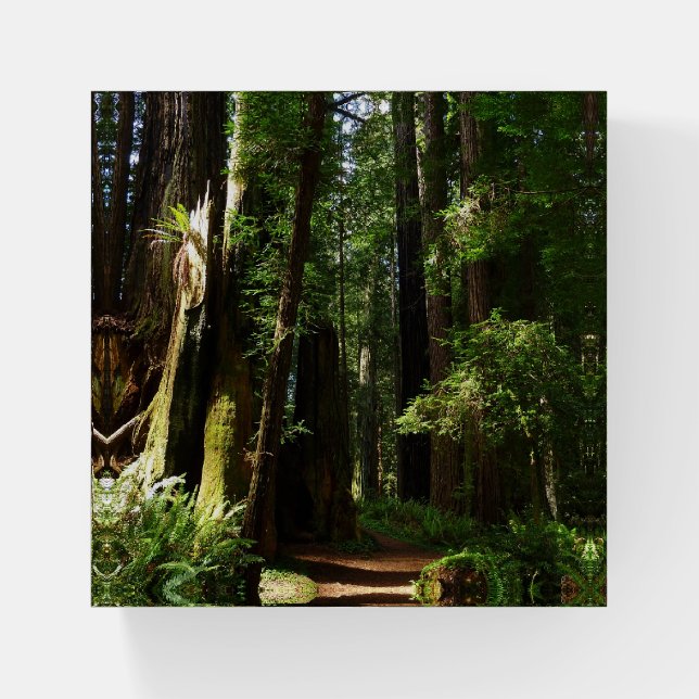 Redwoods and Ferns at Redwood National Park Paperweight (Front)
