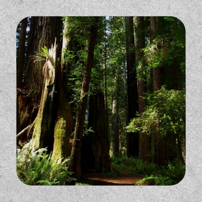 Redwoods and Ferns at Redwood National Park Patch (Front)