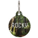 Redwoods and Ferns at Redwood National Park Pet ID Tag