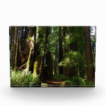 Redwoods and Ferns at Redwood National Park Photo Block