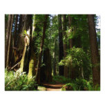 Redwoods and Ferns at Redwood National Park Photo Print