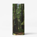 Redwoods and Ferns at Redwood National Park Pillar Candle