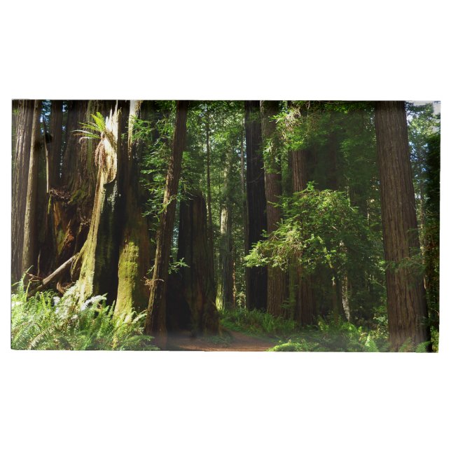 Redwoods and Ferns at Redwood National Park Place Card Holder (Front)