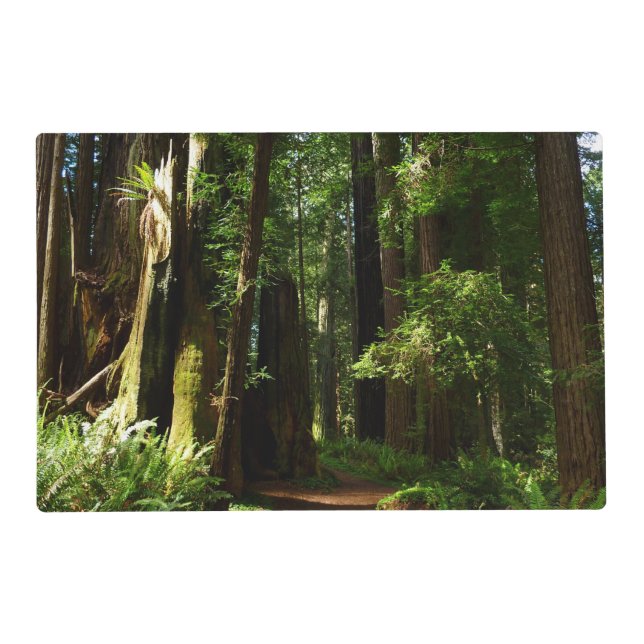 Redwoods and Ferns at Redwood National Park Placemat (Front)