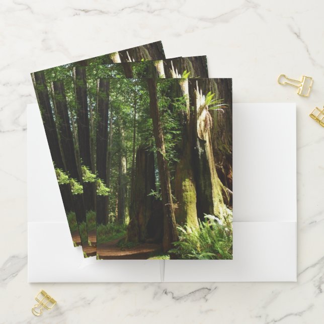 Redwoods and Ferns at Redwood National Park Pocket Folder (In Situ)