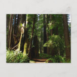 Redwoods and Ferns at Redwood National Park Postcard