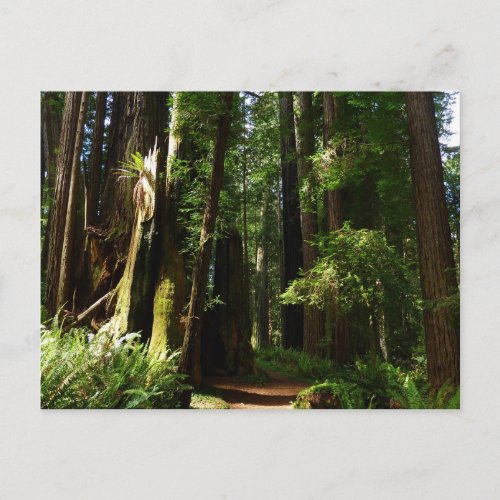 Redwoods and Ferns at Redwood National Park Postcard
