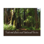 Redwoods and Ferns at Redwood National Park Postcard