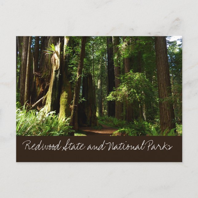 Redwoods and Ferns at Redwood National Park Postcard (Front)