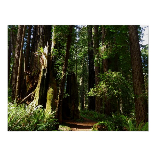Redwoods and Ferns at Redwood National Park Poster (Front)