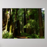 Redwoods and Ferns at Redwood National Park Poster