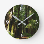 Redwoods and Ferns at Redwood National Park Round Clock