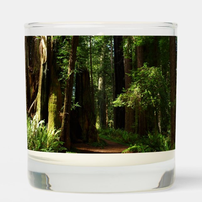 Redwoods and Ferns at Redwood National Park Scented Candle (Front)