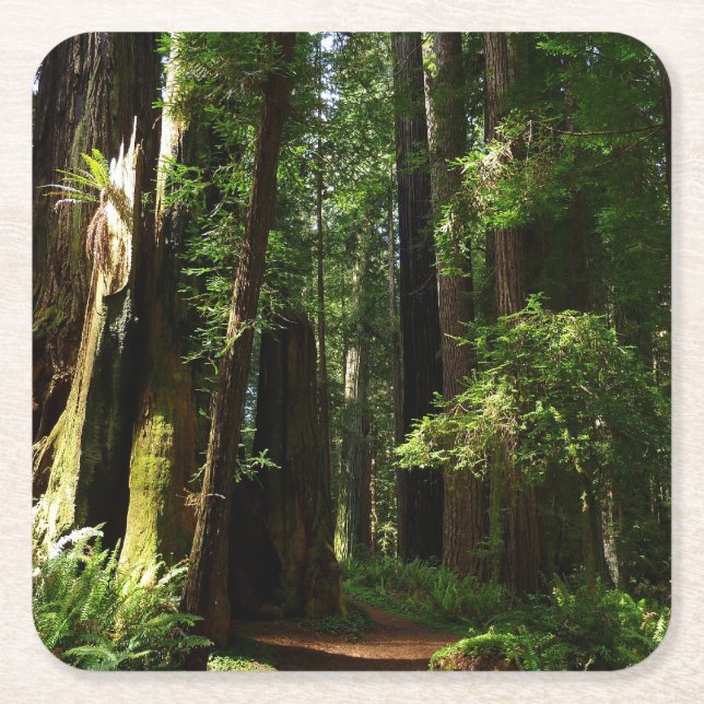 Redwoods and Ferns at Redwood National Park Square Paper Coaster (Front)