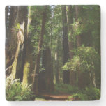 Redwoods and Ferns at Redwood National Park Stone Coaster