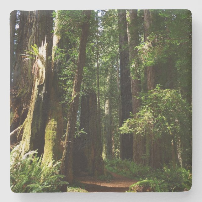 Redwoods and Ferns at Redwood National Park Stone Coaster (Front)