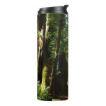 Redwoods and Ferns at Redwood National Park Thermal Tumbler