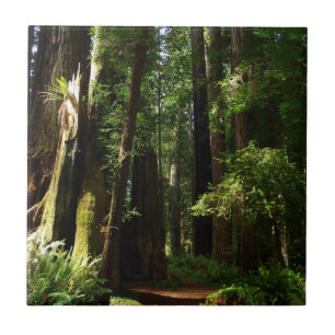 Redwoods and Ferns at Redwood National Park Tile