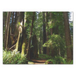Redwoods and Ferns at Redwood National Park Tissue Paper