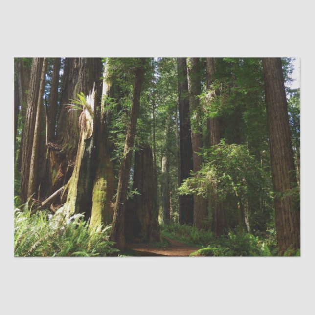 Redwoods and Ferns at Redwood National Park Tissue Paper (Front)