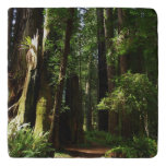 Redwoods and Ferns at Redwood National Park Trivet