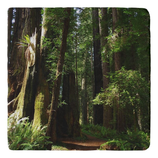 Redwoods and Ferns at Redwood National Park Trivet (Front)