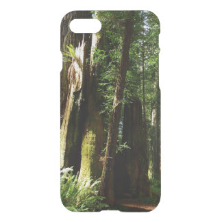 Redwoods and Ferns at Redwood National Park iPhone SE/8/7 Case