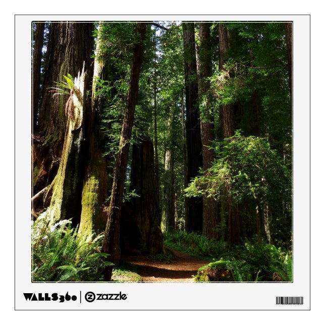 Redwoods and Ferns at Redwood National Park Wall Sticker (Front)
