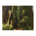 Redwoods and Ferns at Redwood National Park Wood Wall Art