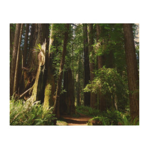 Redwoods and Ferns at Redwood National Park Wood Wall Art