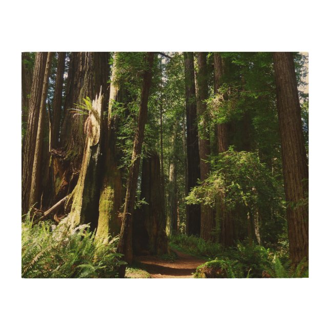 Redwoods and Ferns at Redwood National Park Wood Wall Art (Front)