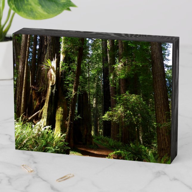 Redwoods and Ferns at Redwood National Park Wooden Box Sign (In Situ Horizontal)
