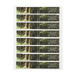 Redwoods and Ferns at Redwood National Park Wrap Around Label