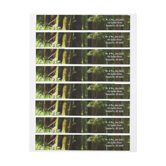 Redwoods and Ferns at Redwood National Park Wrap Around Label