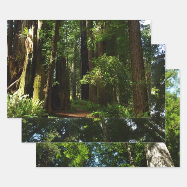 Redwoods and Ferns at Redwood National Park Wrapping Paper Sheets (Set)