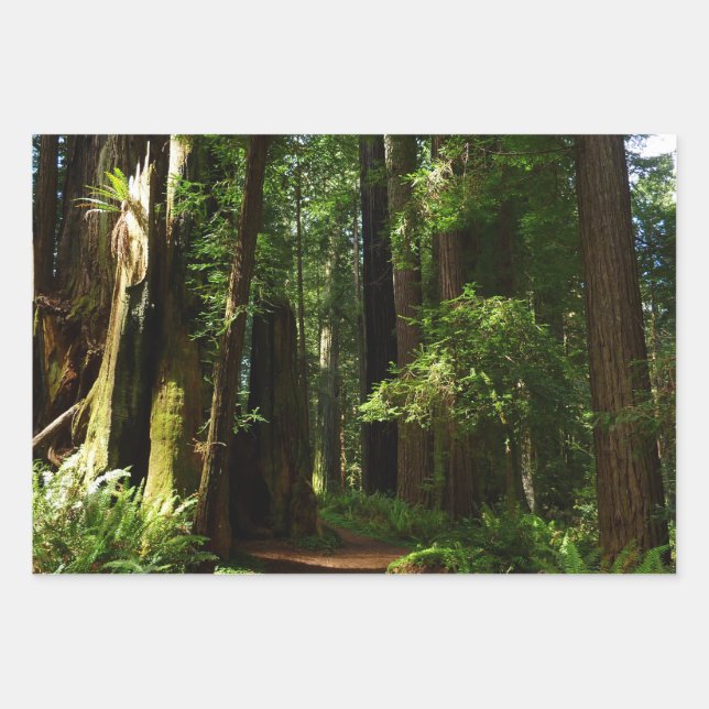 Redwoods and Ferns at Redwood National Park Wrapping Paper Sheets (Front)