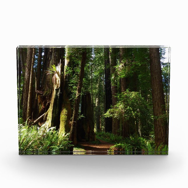 Redwoods and Ferns Photo Block (Front)