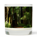 Redwoods and Ferns Scented Candle