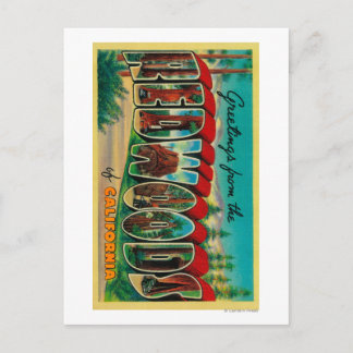 Redwoods, California - Large Letter Scenes Postcard