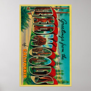 Redwoods, California - Large Letter Scenes Poster