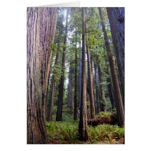 Redwoods Card (Front)