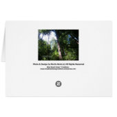 Redwoods Cards (Back Horizontal)