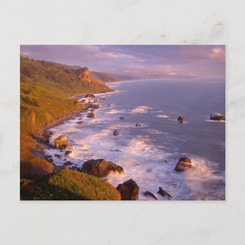 Redwoods coastline California Postcard