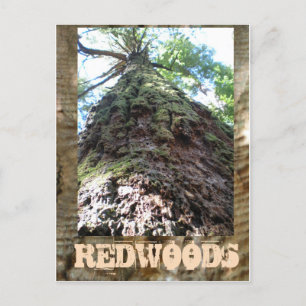 Redwoods Giant Postcard