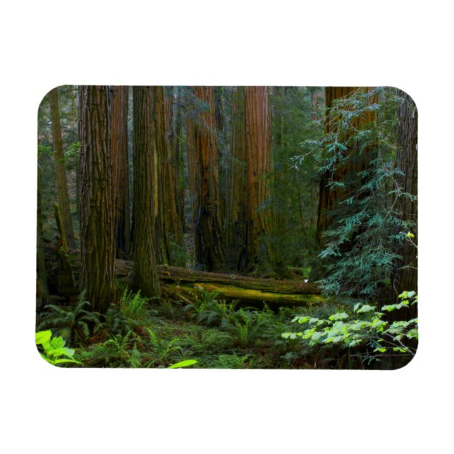 Redwoods In Muir Woods National Park Magnet (Horizontal)