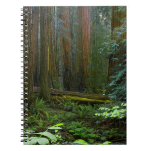 Redwoods In Muir Woods National Park Notebook