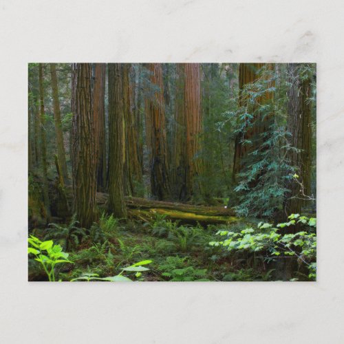 Redwoods In Muir Woods National Park Postcard
