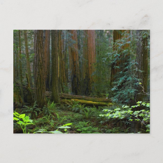 Redwoods In Muir Woods National Park Postcard (Front)