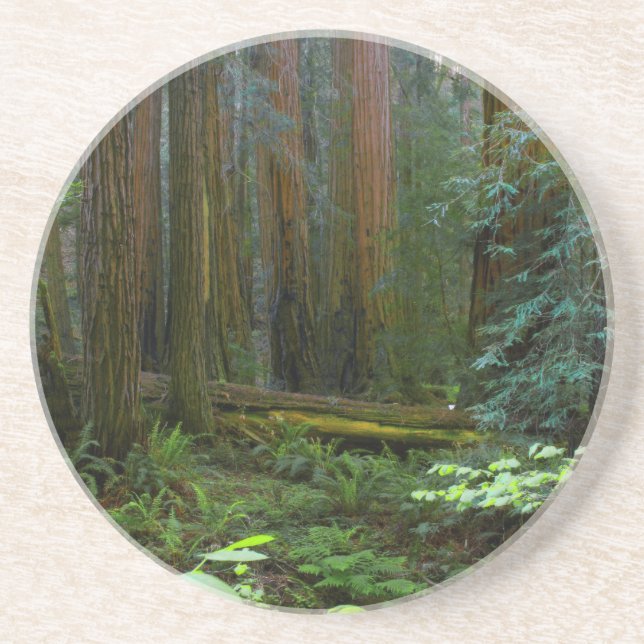 Redwoods In Muir Woods National Park Sandstone Coaster (Front)