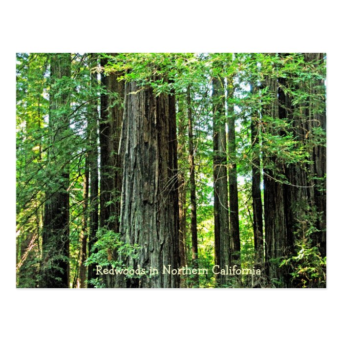 Redwoods in Northern CA Postcard